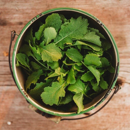Seven Top Turnip Greens - 250 Seeds - Fast-Growing, Cold Tolerant Green, Great for Braising & Wilting, Non-GMO Heirloom Turnip Seeds for Planting in The Home Garden, Thresh Seed Company