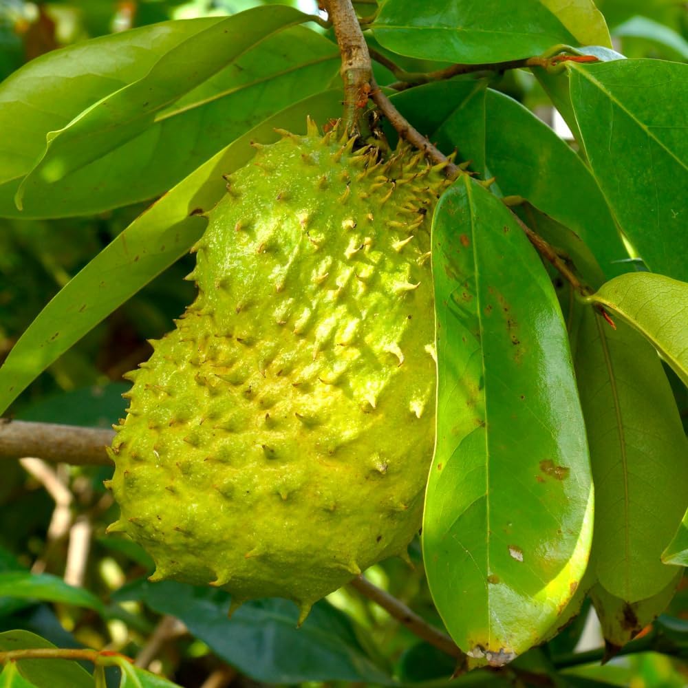 Soursop Tree, 3 Ft Tall Grafted Soursop Tree Live Plant in 3 Gallon Pot, Tropical Guanabana Trees, No Ship to CA