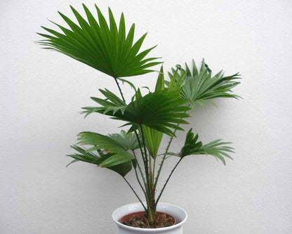 4+ Seeds Chinese Fan Palm Livistona chinensis Rare - Tree Green