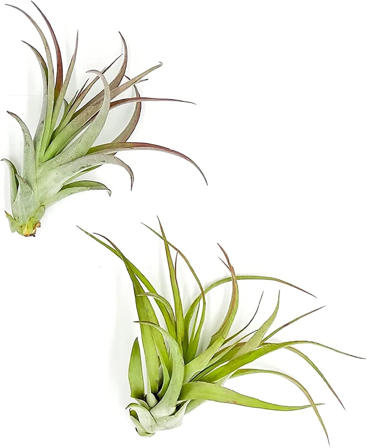 ragnaroc Air Plants - Tillandsia Brachycaulos Multiflora, Jumbo 5-7" - 2 ct - Live Arrival Guaranteed - House Plants for Home Decor & Gift