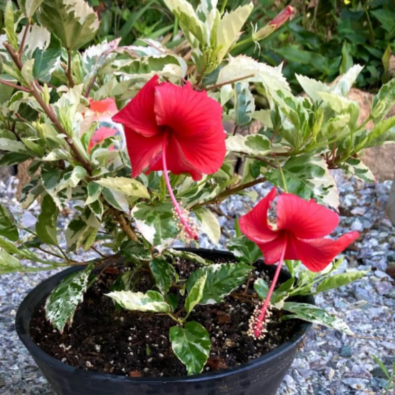 Snow Hibiscus Plant Live, Hardy Hibiscus Flowers Colorful Blooms for Outdoor Landscapes, 8-10 Inch Height, Hibiscus Shrubs, No Pot, Well-Rooted