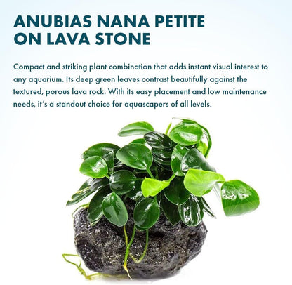 SubstrateSource Live Planted Decor - Bucephalandra Godzilla (Bucephalandra sp.) on Lava Stone - Low to Medium Light, Dark Green with Blue Iridescence, Foreground to Midground Tank Placement - 3 Pack