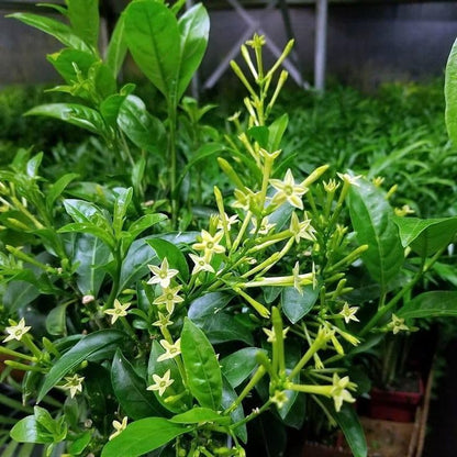 Jasmine Plant, Fragrant Jasmine Flower Vine 4-8 Inches Well Rooted for Container, Hanging Basket Growing (Blooming Night)