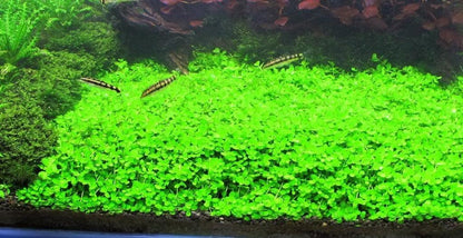 Foreground Potted Live Aquarium Plants | Freshwater Aquatic Plants for Aquariums (Potted Monte Carlo, 5 Pack)