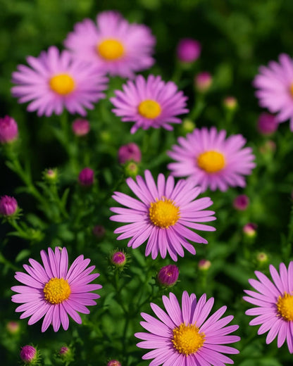Perennial Farm Aster X 'Wood's Pink' – Live Dwarf Aster Perennial in #1 Container, Compact Habit with Rose-Pink Daisy-Like Blooms, Pollinator Friendly, Long Blooming, Great for Borders & Fall Gardens