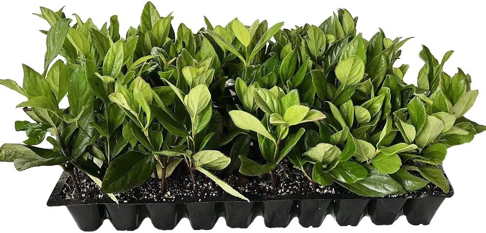 Viburnum Suspensum - 10 Live Plants - Evergreen Privacy Hedge