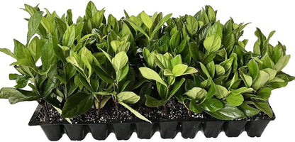 Viburnum Suspensum - 20 Live Plants - Evergreen Privacy Hedge