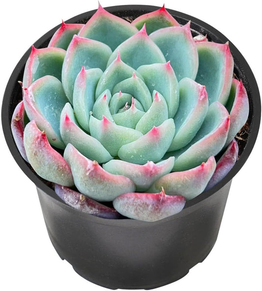 Sprout N Green Echeveria 'Pink Crystal' in 2 inch Starter Pot, Rare Live Succulent Plant Fully Rooted with Soil, Home Office Indoor Outdoor Wedding Decoration DIY Projects Party Favor