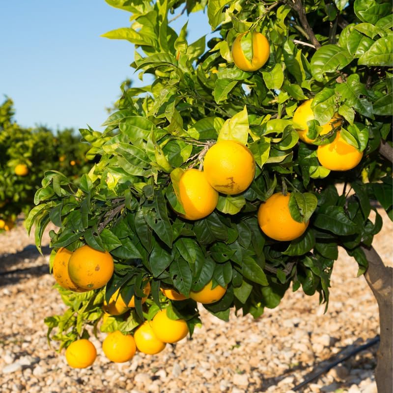 Valencia Orange Tree, Sweet Orange Tree 2 Feet from Pot Base, Mature Fruit Trees in Gallon Pot, Outdoor Plant Live for Gardening No Ship to CA
