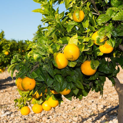 Valencia Orange Tree, Sweet Orange Tree 2 Feet from Pot Base, Mature Fruit Trees in Gallon Pot, Outdoor Plant Live for Gardening No Ship to CA