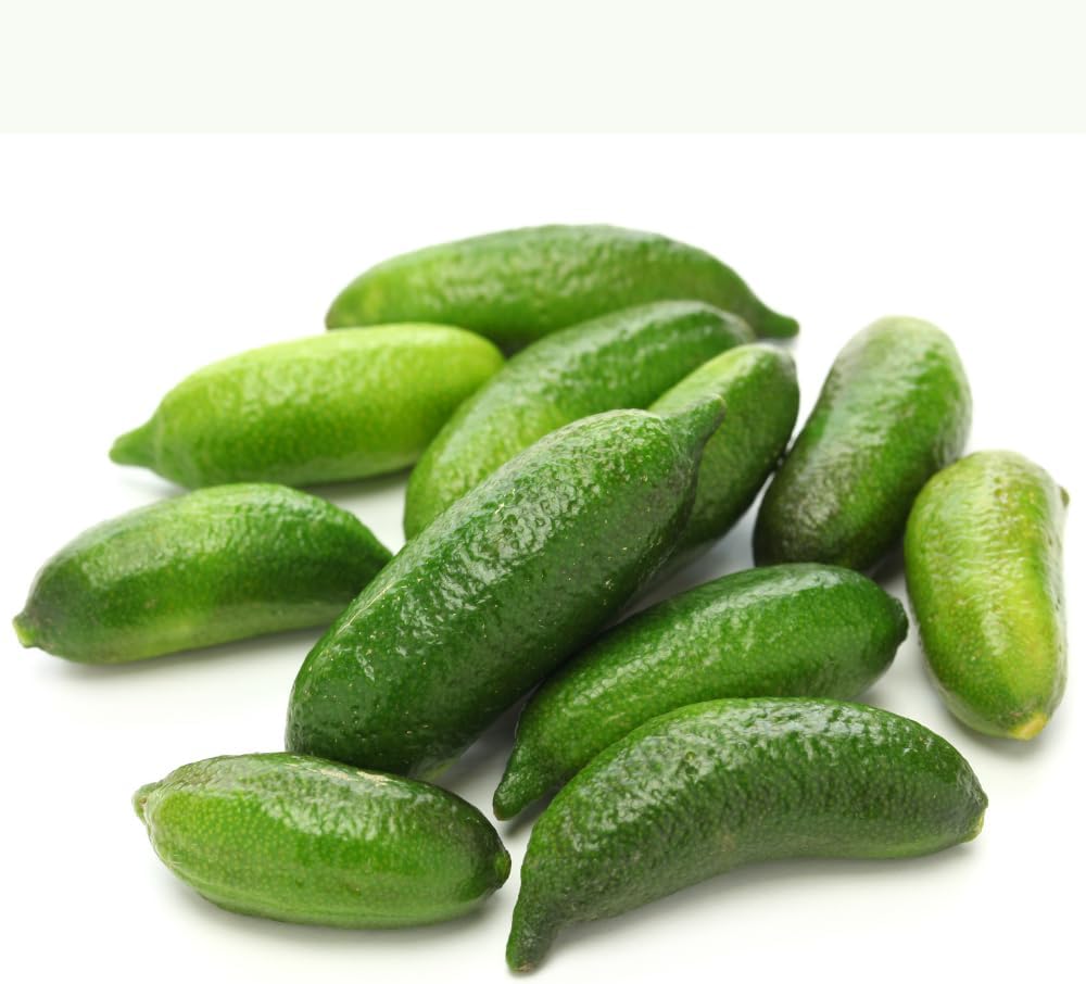 Green Finger Lime Tree, 3 Gallon, 2-3 Ft, Grafted Finger Lime Tree Live Plant for Outdoor Planting, No Ship to CA