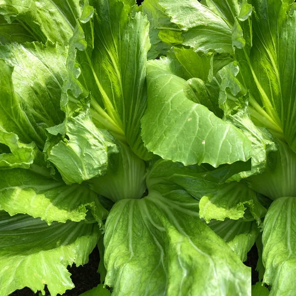 Rare Mustard Cabbage Seeds – 200 Seeds Heirloom Non-GMO, Fast-Growing Mustard Plant Seeds for Home Garden, Microgreens, and Cooking - Original Bold & Peppery Flavor
