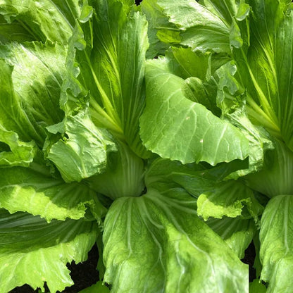 Rare Mustard Cabbage Seeds – 200 Seeds Heirloom Non-GMO, Fast-Growing Mustard Plant Seeds for Home Garden, Microgreens, and Cooking - Original Bold & Peppery Flavor