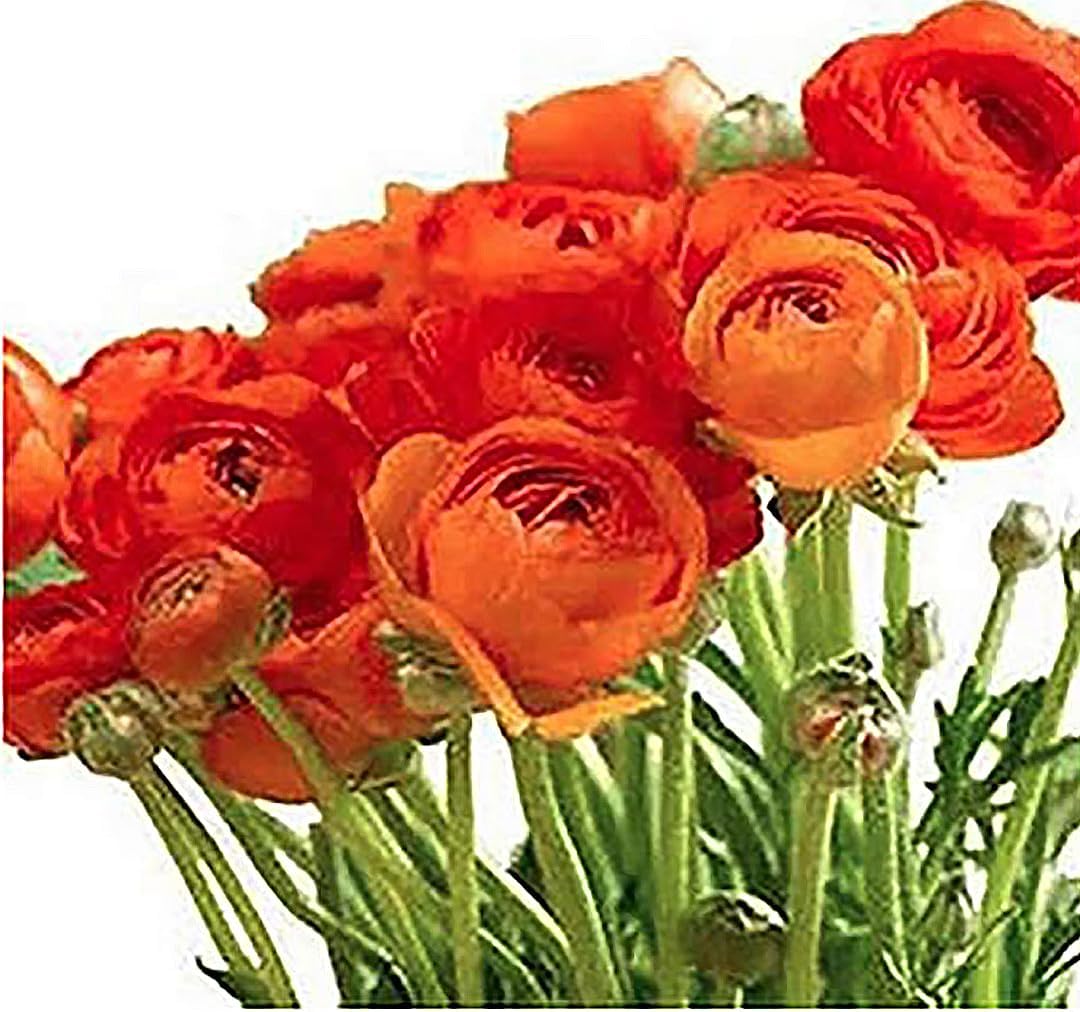 Orange French Peony Ranunculus - 12 Largest Size Corms, Premium Ranunculus Bulbs, Vibrant Orange Flowers, Ideal for Garden Beds, Spring Planting, Stunning Peony-Like Blooms