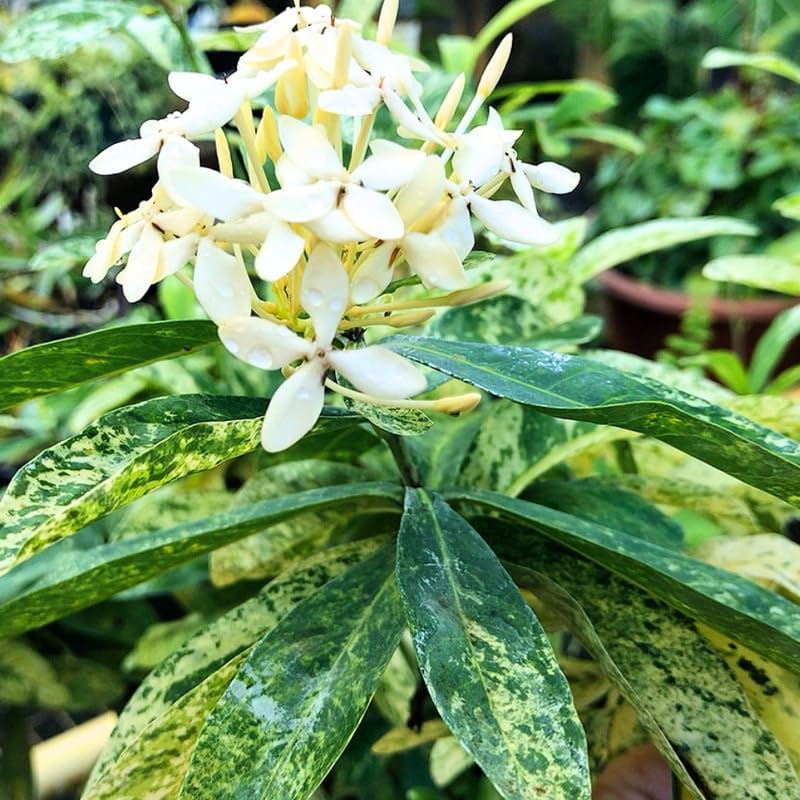 2 Snow Ixora Live Plants, Well-Rooted Flowering Ixora Shrub Seedlings, 4-9” Tall, Tropical Ixora Bush for Indoor or Outdoor Garden