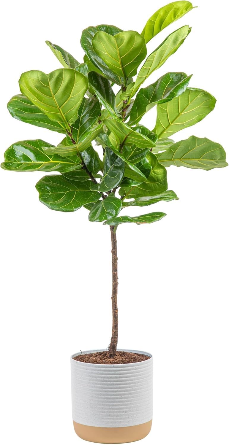 Costa Farms Fiddle Leaf Fig Tree, Ficus Lyrata Live Indoor Plant Potted in Indoor Garden Plant Pot, Potting Soil, Floor Houseplant Gift for Housewarming, Tropical Home or Room Decor, 3-4 Feet Tall