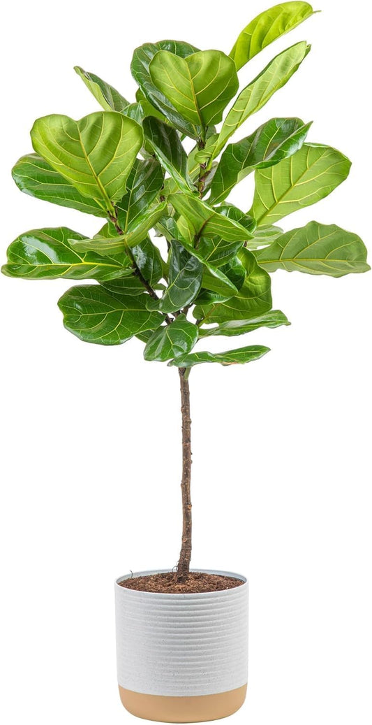 Costa Farms Fiddle Leaf Fig Tree, Ficus Lyrata Live Indoor Plant Potted in Indoor Garden Plant Pot, Potting Soil, Floor Houseplant Gift for Housewarming, Tropical Home or Room Decor, 3-4 Feet Tall