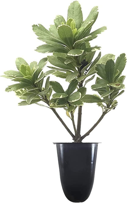 Variegated Pittosporum | 20 Live Plants | Pittosporum Tobria Variegatum | Evergreen Border Accent Hedge Shrub