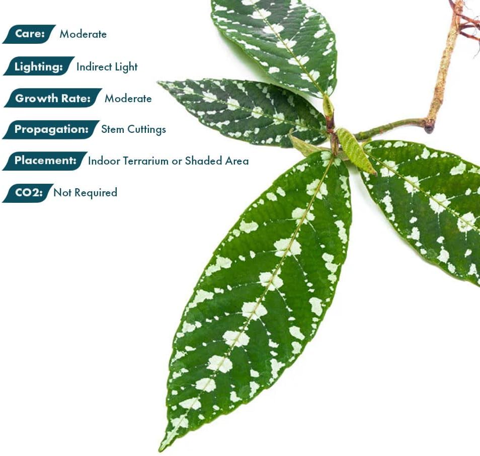 SubstrateSource Live Jungle Plant - Leea zippeliana - Moderate Care, Indirect Light, Dark Green with Silver Veins Accent, Indoor Terrarium or Shaded Area Rosette Plant - Loose/Bare Root