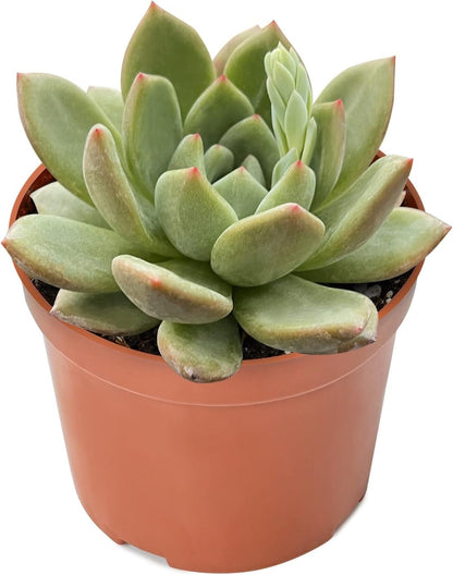 4-inch Succulent Echeveria 'Champagne', Live Succulents Plants Fully Rooted in Pots with Soil, Easy-Care House Plants for DIY, Home Office Decoration