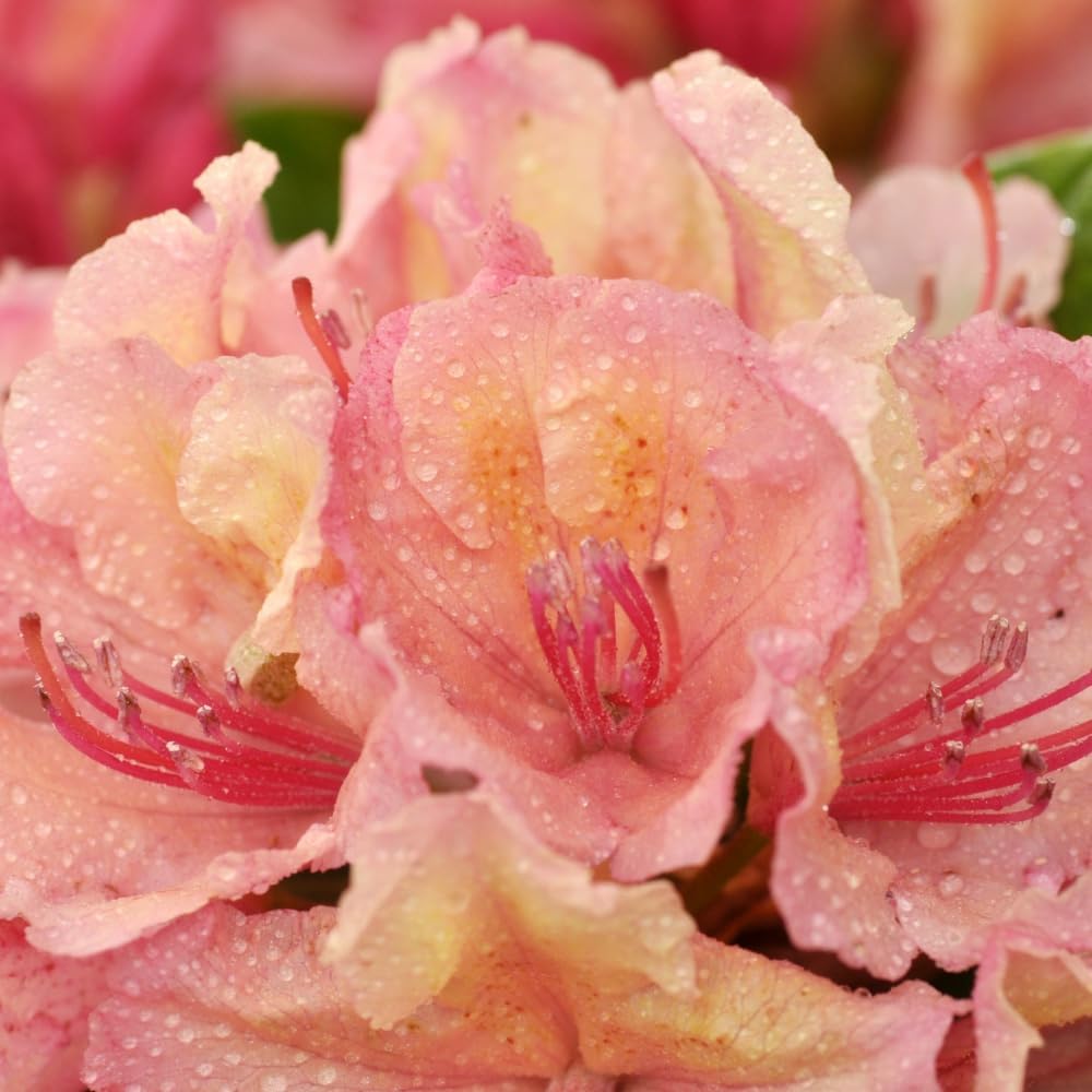Rhododendrons Plant Live, Pink Yellow Rhododendron Shrub, Large Flowering Tree 1 Gallon Potted for Gardening