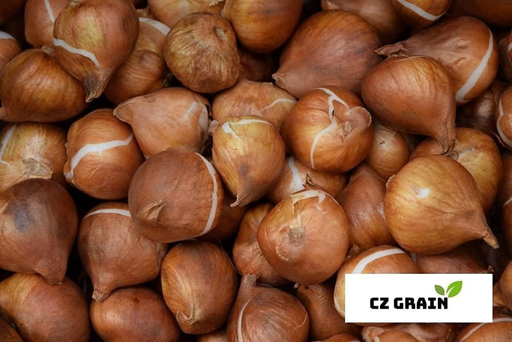 Peggy Wonder Double Late Tulip Bulbs for Planting - Easy to Grow Perennial Tulips (5 Bulbs)