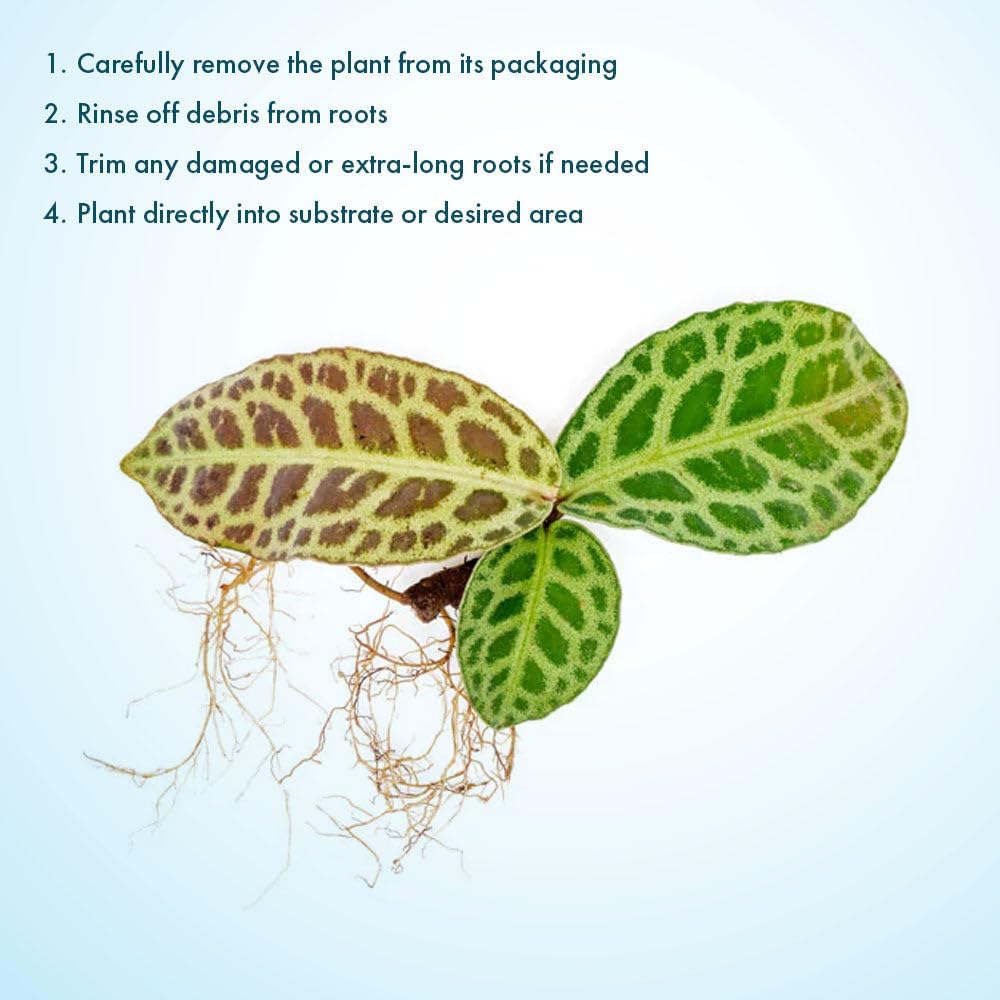 SubstrateSource Live Jungle Plant - Labisia jangkang - Moderate Care, Indirect Light, Dark Green with Light Veins Accent, Terrarium or Indoor Rosette Plant - Loose/Bare Root