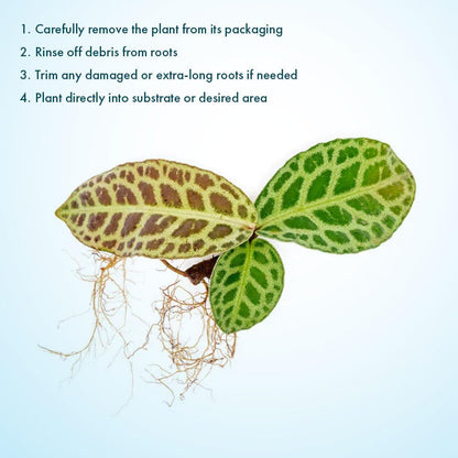 SubstrateSource Live Jungle Plant - Labisia jangkang - Moderate Care, Indirect Light, Dark Green with Light Veins Accent, Terrarium or Indoor Rosette Plant - Loose/Bare Root