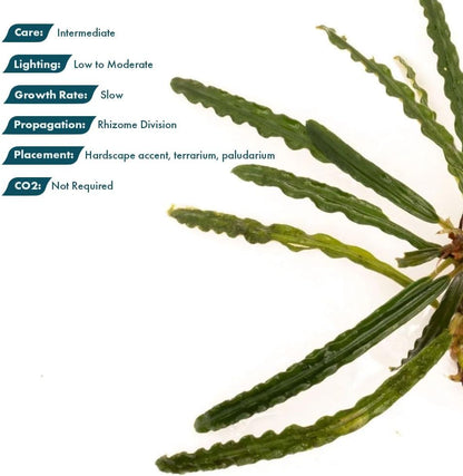 SubstrateSource Live Plants - Fenestratarum Mulyadii (Fenestratarum mulyadii) - Low to Medium Light, Deep Green, Hardscape, Terrarium or Paludarium Placement - Rhizome/Epiphyte Growth - Loose, 1 Pack