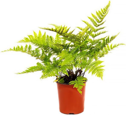 American Plant Exchange Live Autumn Fern – 6-Inch Pot – Hardy Shade-Loving Fern with Copper-Toned New Growth, Easy Care Plant for Outdoor Gardens, Patios, Containers & Woodland Landscapes