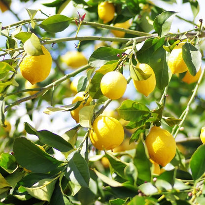 Lisbon Yellow Lemon Tree, 2 to 3 feet Live Lemon Trees, Yellow Lemon Tree Live Plant in Pot, Live Lemon Tree, Grafted Lemon Tree for Outdoor Garden, No Ship to CA