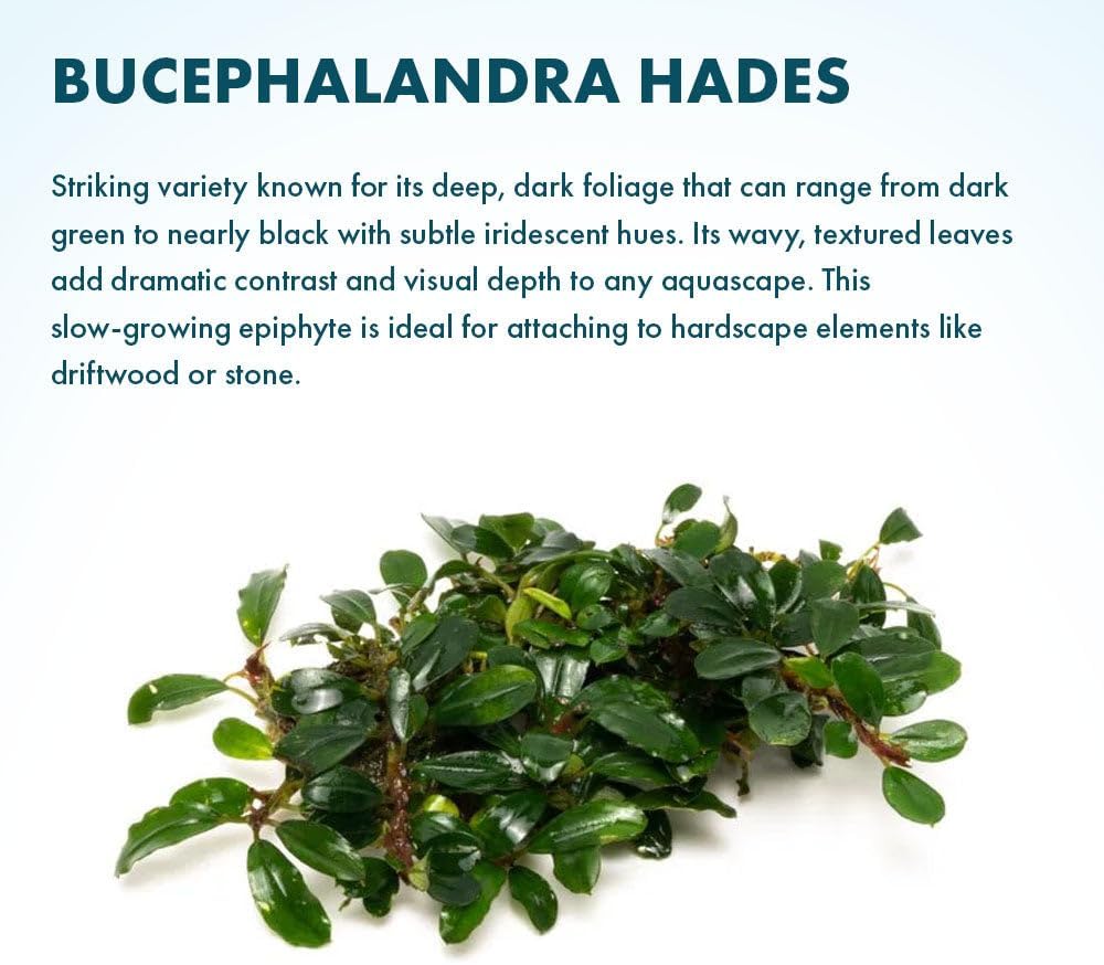 SubstrateSource Live Plants – Hades (Bucephalandra sp.) – Low to Medium Light, Dark Green with Blue Iridescence Color Aquatic Plant, Foreground to Midground, Rhizome Growth - Loose, 1 Pack