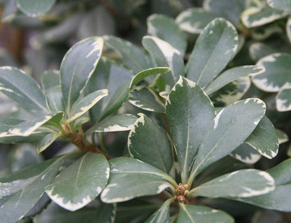 Variegated Pittosporum | 10 Live Plants | Pittosporum Tobria Variegatum | Evergreen Border Accent Hedge Shrub