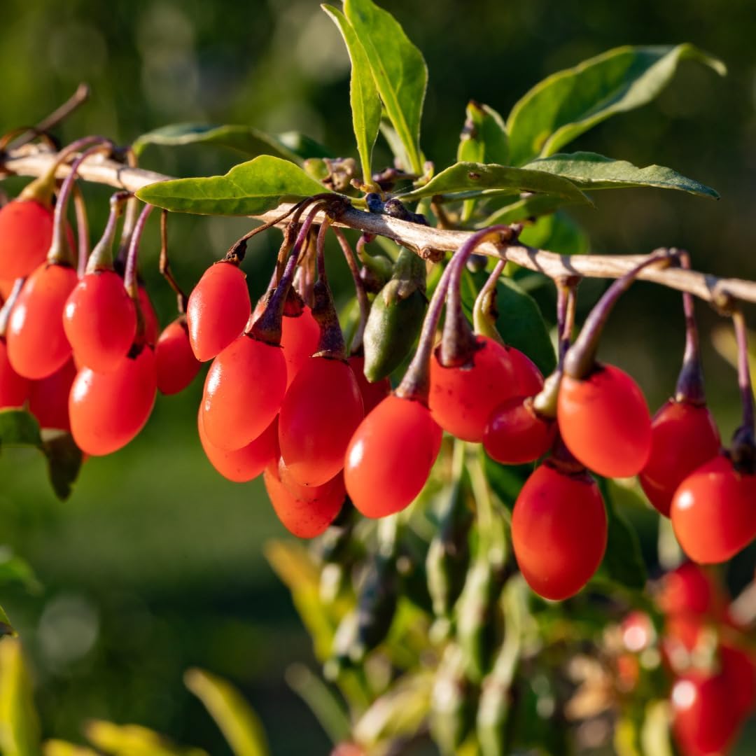 Goji Berry (Wolfberry) Plants (4 Pack) –Rare Berry Variety, Cold-Hardy to -10°F, Drought-Tolerant, Self-Fertile Yielding Sweet Red Berries Live Starter Plants for Planting