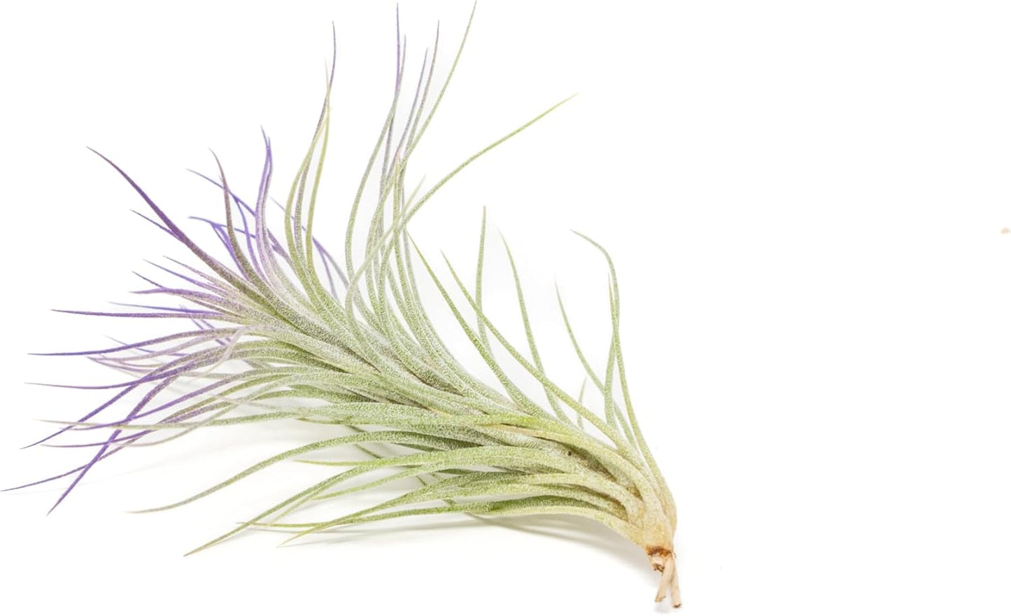 Purple Colorful Tillandsia Air Plants - Long Lasting Color Enhanced Live Tillandsia Succulent House Plants - Home and Garden Decor - Easy Care Indoor and Outdoor (Funckiana, Pack of 3)