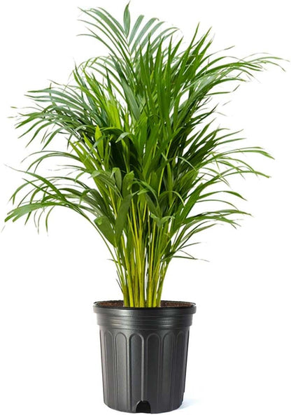 American Plant Exchange Live Areca Palm – 10-Inch Pot – Tropical Indoor Houseplant with Lush Feathery Fronds, Pet-Friendly Easy Care Plant for Homes, Offices, Patios & Decorative Containers