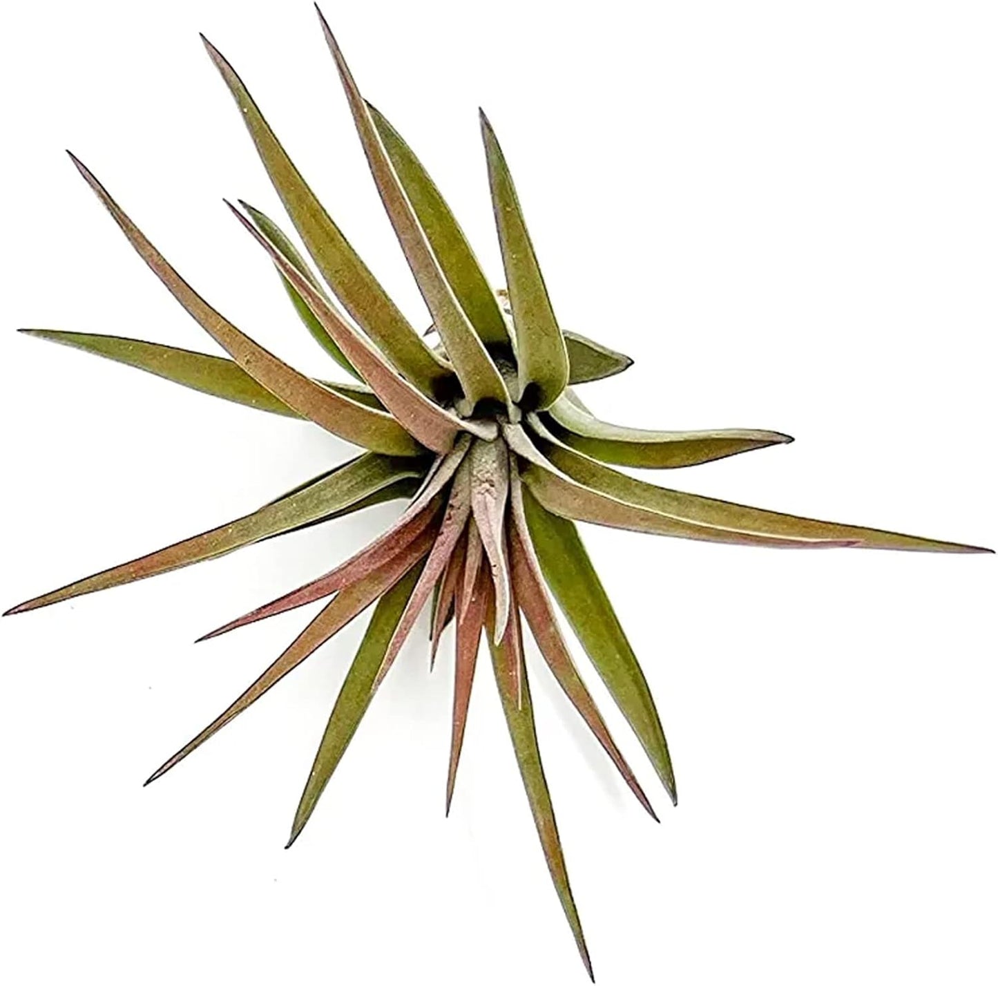ragnaroc Air Plants - Tillandsia Brachycaulos Abdita, Large 4-6" - 3 ct - Live Arrival Guaranteed - House Plants for Home Decor & Gift