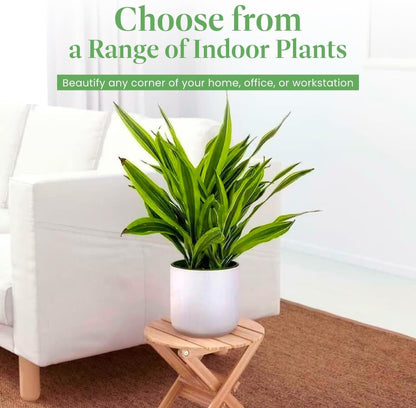 American Plant Exchange Dracaena Lemon Lime – 3-Gallon with Pot – Live Indoor/Outdoor Air Purifying Plant, Vibrant Green Foliage for Home, Office, or Patio Decor