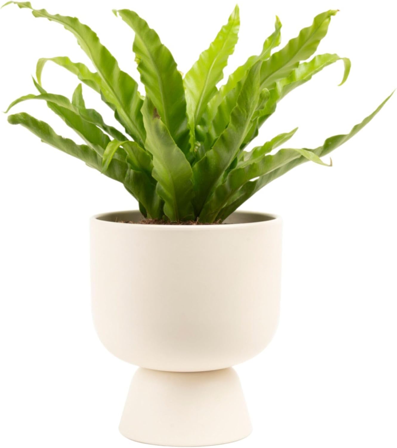Costa Farms Bird's Nest Fern Plant, Easy to Grow Live Indoor Plant, Houseplant Potted in Decor Plant Pot, Soil Potting Mix, Indoor Garden Gift, Housewarming Gift, Room or Home Décor, 15-Inches Tall