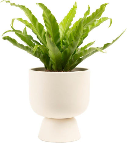 Costa Farms Bird's Nest Fern Plant, Easy to Grow Live Indoor Plant, Houseplant Potted in Decor Plant Pot, Soil Potting Mix, Indoor Garden Gift, Housewarming Gift, Room or Home Décor, 15-Inches Tall