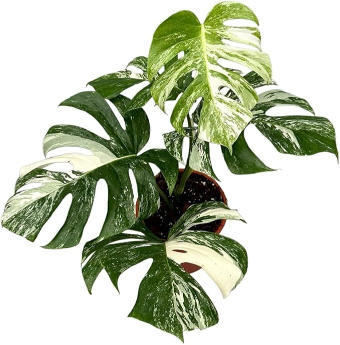 Albo Variegata Potting Mix - Optimal Nutrients and Aeration for Healthy Growth - 2 Quart