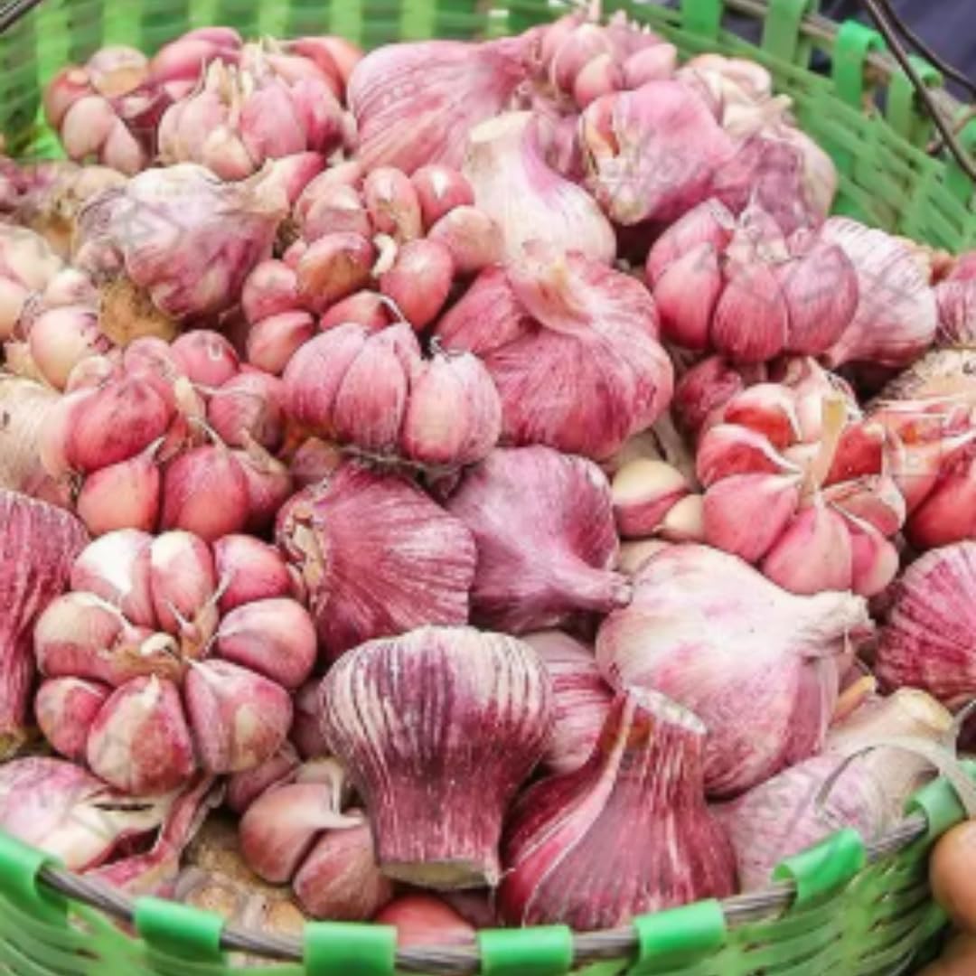 1 Pound Hard Neck Garlic for Planting in Fall, Red Chesnok Garlic Bulb for Planting, Fresh and High Yield, Cold Hardy, Planting Softneck Hardneck