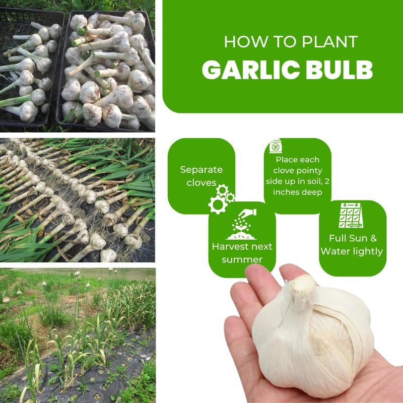 1 Pound Garlic for Planting in Fall Hardneck, 8-10 Red Garlic Bulbs for Planting, Fresh and High Yield Bulb Variety Pack, Hardy and Fast Growing