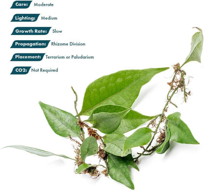 SubstrateSource Live Jungle Plant - Dendroconche annabellae - Moderate Care, Medium Light, Bright Green Accent, Vivarium or Terrarium Epiphytic Fern - Loose/Bare Root