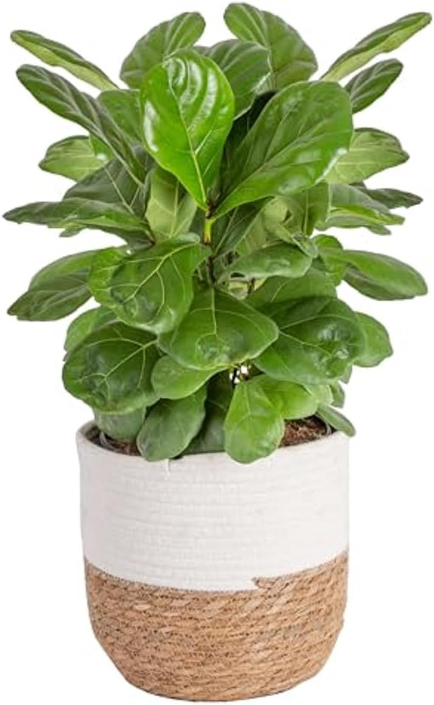 Costa Farms Fiddle Leaf Fig, Live Indoor Ficus Lyrata House Plant Potted in Modern Decor Planter, Floor Plant in Potting Soil Mix, Housewarming Gift, Room, Home, Office Decor, 2-3 Feet Tall