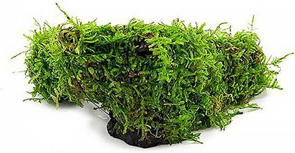 SubstrateSource Live Planted Decor - Christmas Moss (Vesicularia montagnei) on Driftwood - Low Light, Green Accent Freshwater Aquatic Plant, Foreground Aquarium Placement for Aquascaping - 1 Pack