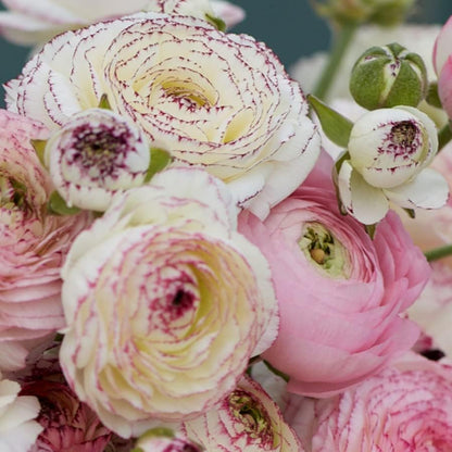 Eden Brothers Ranunculus Bulbs - White Picotee