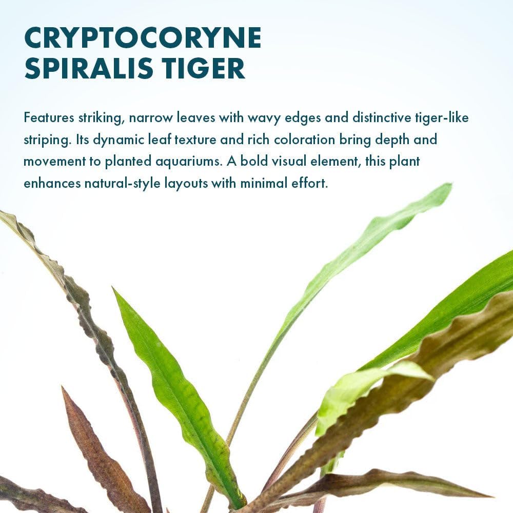 SubstrateSource Live Plants - Crypt Spiralis Tiger (Cryptocoryne spiralis 'Tiger') - Low to Medium Light, Green-Brown Color Aquatic Plant, Background Placement - Rosette Growth - Pot, 1 Pack