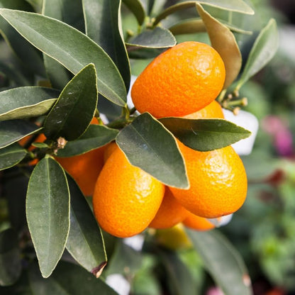 Kumquat Tree, 2 Ft Tall Grafted Kumquat Plant Live in 3 Gallon, Perennial Citrus Fruits Tree Plant for Outdoors, No Ship to CA