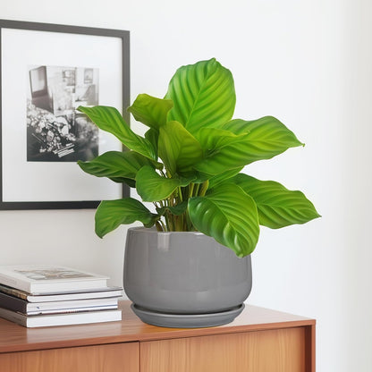 G EPGardening Modern Ceramic Planter - 7 Inch Round Modern Plant Pot Indoor with Drainage and Ceramic Tray Indoor Outdoor for Flower, Vanity Decor, Birthday Gifts, Grey